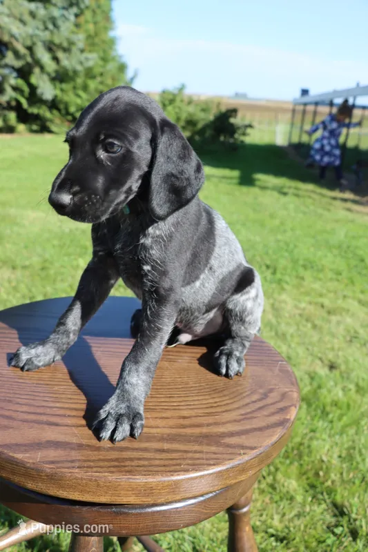 Roscoe – German Shorthaired Pointer puppy for sale in Alta Vista, IA