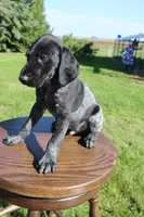 Roscoe, a male German Shorthaired Pointer for sale in Alta Vista, IA – 2 of 7