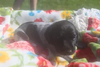 Rascal, a male German Shorthaired Pointer for sale in Alta Vista, IA – 2 of 9