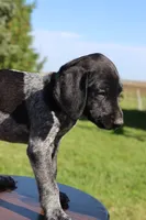 Rascal, a male German Shorthaired Pointer for sale in Alta Vista, IA – 3 of 6