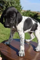 Ranger, a male German Shorthaired Pointer for sale in Alta Vista, IA – 6 of 9