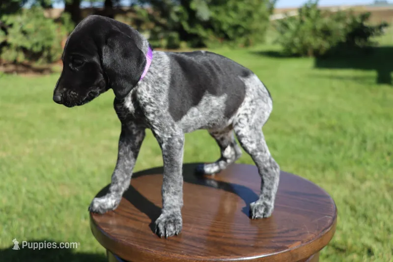 Rosie – German Shorthaired Pointer puppy for sale in Alta Vista, IA