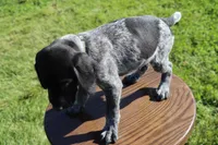 Rascal, a male German Shorthaired Pointer for sale in Alta Vista, IA – 5 of 6