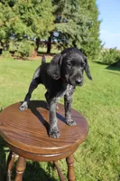 Ricky, a male German Shorthaired Pointer for sale in Alta Vista, IA – 2 of 6