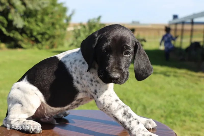 Ranger – German Shorthaired Pointer puppy for sale in Alta Vista, IA