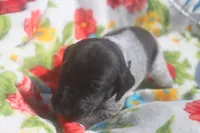 Rascal, a male German Shorthaired Pointer for sale in Alta Vista, IA – 5 of 9