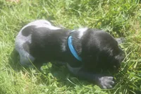 Roscoe, a male German Shorthaired Pointer for sale in Alta Vista, IA – 2 of 5