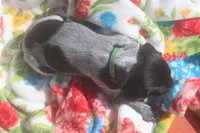 Rascal, a male German Shorthaired Pointer for sale in Alta Vista, IA – 6 of 9