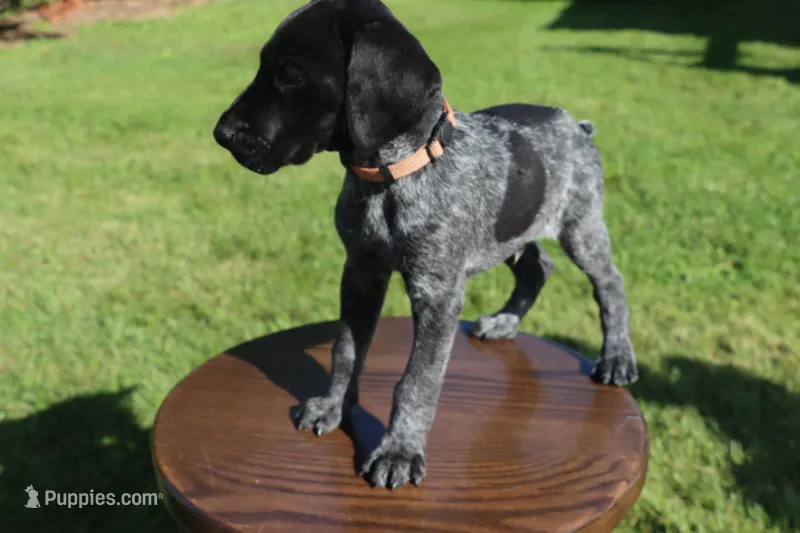 Rusty – German Shorthaired Pointer puppy for sale in Alta Vista, IA