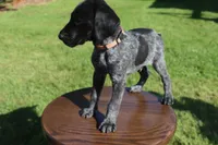 Rusty, a male German Shorthaired Pointer for sale in Alta Vista, IA – 2 of 6