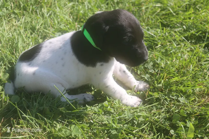 Red – German Shorthaired Pointer puppy for sale in Alta Vista, IA