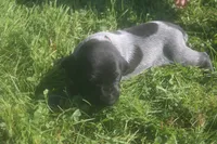 Rusty, a male German Shorthaired Pointer for sale in Alta Vista, IA – 5 of 6