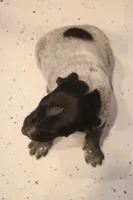 processed/bcaec8ed-2b1a-4f78-895d-3b9352ebb90b/listing/5c83b260-f3b9-40b4-9acc-a29591824248/ead47d97-b136-440a-b863-4c1dacb47124