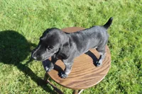 Ricky, a male German Shorthaired Pointer for sale in Alta Vista, IA – 4 of 6