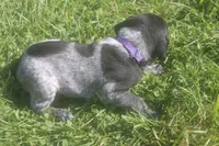 Rosie, a male German Shorthaired Pointer for sale in Alta Vista, IA – 5 of 9
