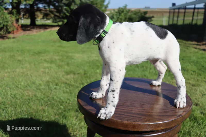 Red – German Shorthaired Pointer puppy for sale in Alta Vista, IA