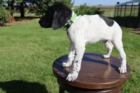 Red, a male German Shorthaired Pointer for sale in Alta Vista, IA – 3 of 7