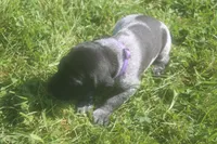 Rosie, a male German Shorthaired Pointer for sale in Alta Vista, IA – 3 of 9