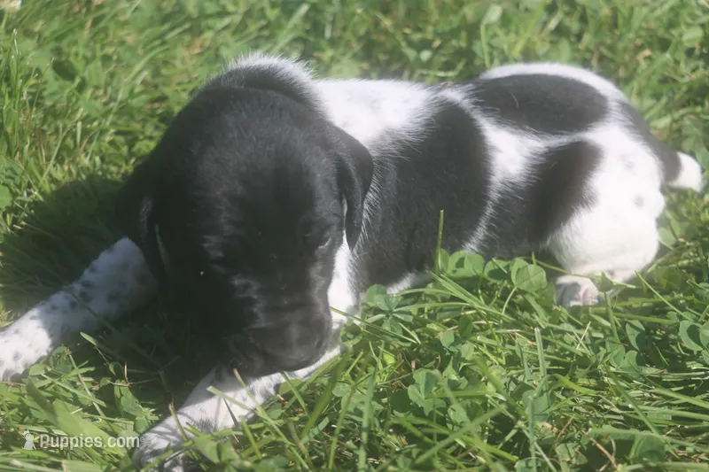 Ranger – German Shorthaired Pointer puppy for sale in Alta Vista, IA