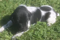 Ranger, a male German Shorthaired Pointer for sale in Alta Vista, IA – 1 of 6