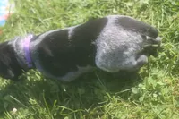 Rosie, a male German Shorthaired Pointer for sale in Alta Vista, IA – 7 of 9