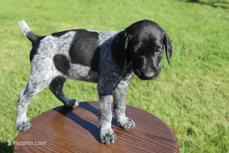 Rascal – German Shorthaired Pointer puppy for sale in Alta Vista, IA