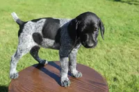 Rascal, a male German Shorthaired Pointer for sale in Alta Vista, IA – 2 of 6