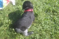 Ricky, a male German Shorthaired Pointer for sale in Alta Vista, IA – 2 of 6