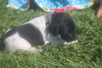 Ranger, a male German Shorthaired Pointer for sale in Alta Vista, IA – 2 of 6