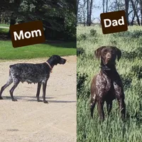 Red, a male German Shorthaired Pointer for sale in Alta Vista, IA – 7 of 7