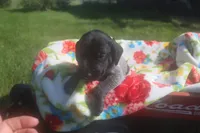 Rascal, a male German Shorthaired Pointer for sale in Alta Vista, IA – 8 of 9