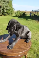 Roscoe, a male German Shorthaired Pointer for sale in Alta Vista, IA – 3 of 7