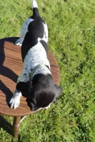 Ranger, a male German Shorthaired Pointer for sale in Alta Vista, IA – 8 of 9