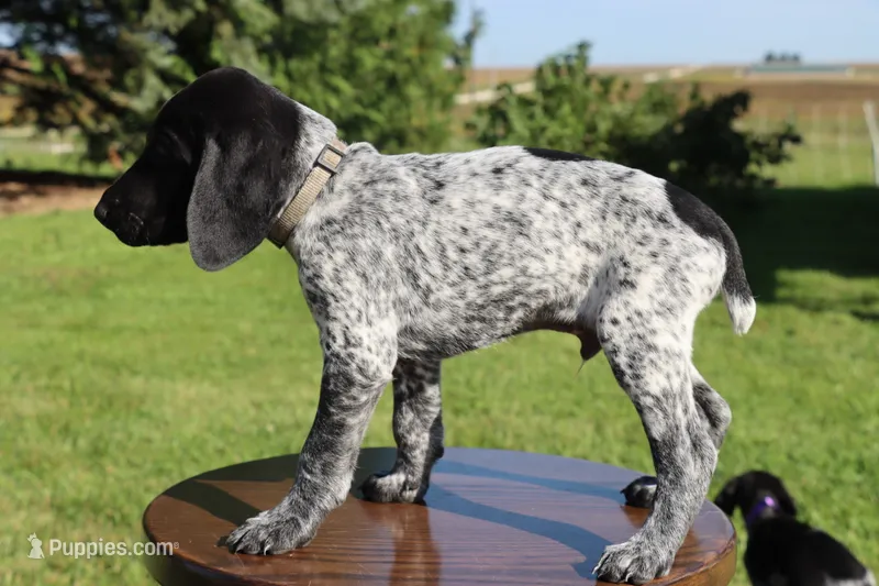 Ralph – German Shorthaired Pointer puppy for sale in Alta Vista, IA