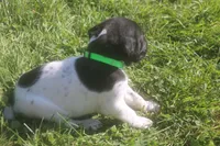 Red, a male German Shorthaired Pointer for sale in Alta Vista, IA – 6 of 7