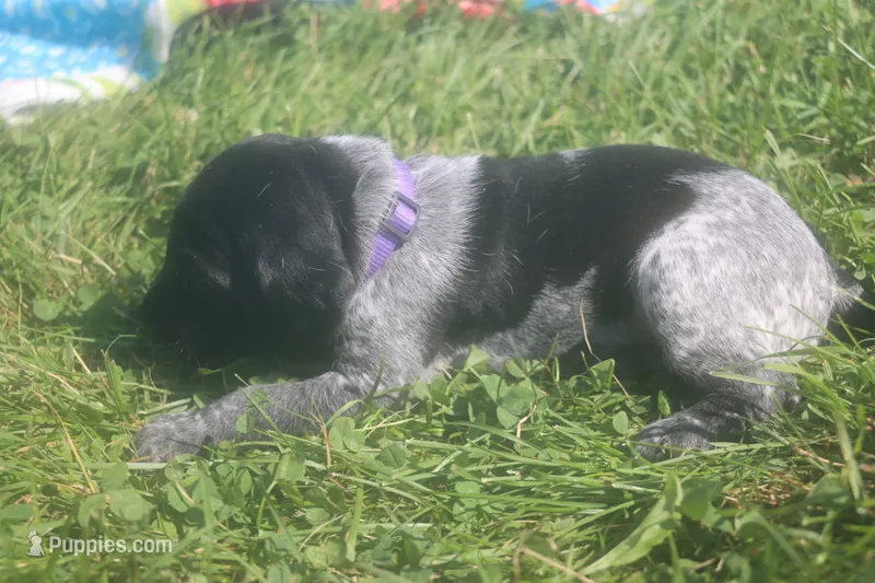 Rosie – German Shorthaired Pointer puppy for sale in Alta Vista, IA