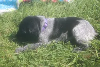 Rosie, a male German Shorthaired Pointer for sale in Alta Vista, IA – 1 of 9