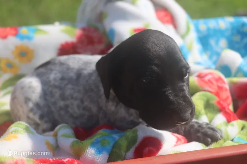Ralph – German Shorthaired Pointer puppy for sale in Alta Vista, IA