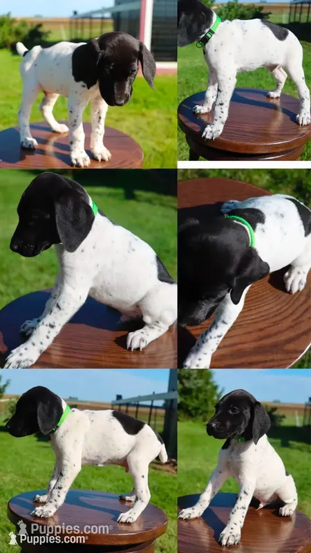 Red – German Shorthaired Pointer puppy for sale in Alta Vista, IA