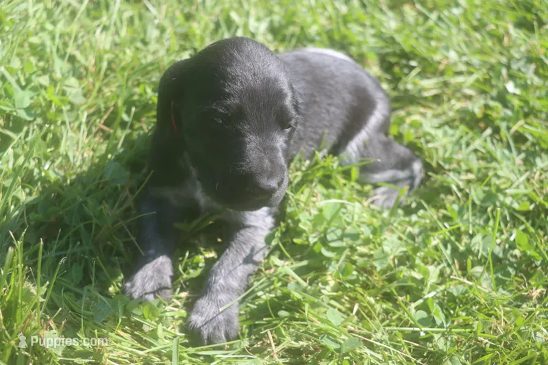 Ricky – German Shorthaired Pointer puppy for sale in Alta Vista, IA