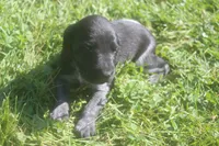 Ricky, a male German Shorthaired Pointer for sale in Alta Vista, IA – 1 of 6