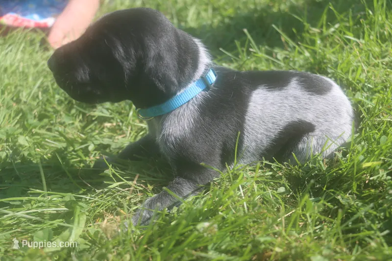 Roscoe – German Shorthaired Pointer puppy for sale in Alta Vista, IA