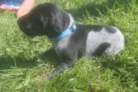 Roscoe, a male German Shorthaired Pointer for sale in Alta Vista, IA – 1 of 5