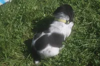 Ranger, a male German Shorthaired Pointer for sale in Alta Vista, IA – 5 of 6