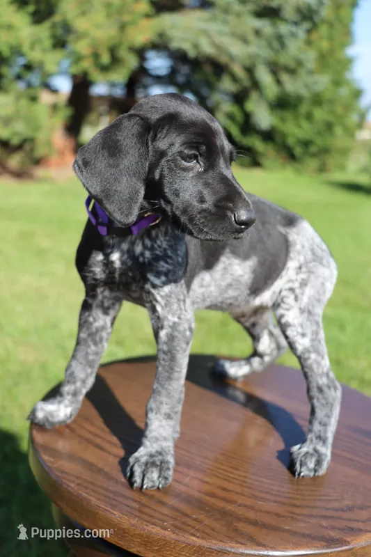 Rosie – German Shorthaired Pointer puppy for sale in Alta Vista, IA