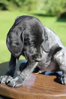 Roscoe, a male German Shorthaired Pointer for sale in Alta Vista, IA – 5 of 7