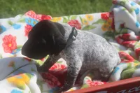 Ralph, a male German Shorthaired Pointer for sale in Alta Vista, IA – 4 of 7