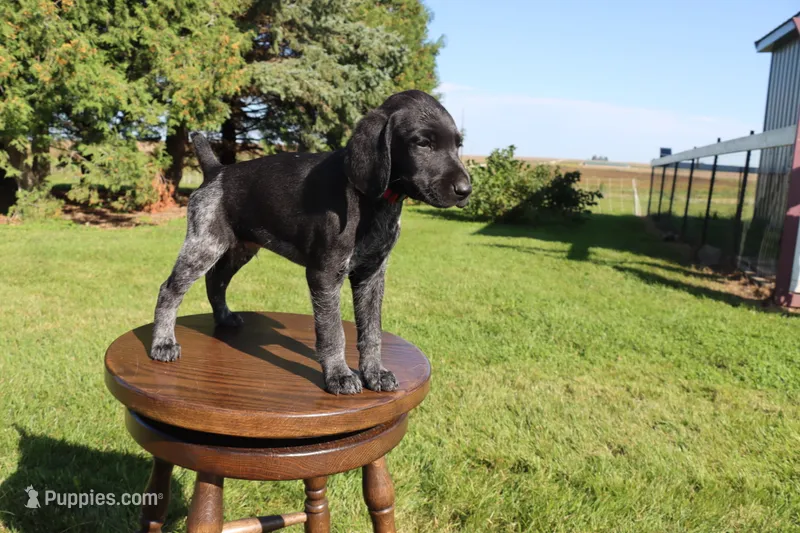 Ricky – German Shorthaired Pointer puppy for sale in Alta Vista, IA