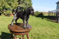 Ricky, a male German Shorthaired Pointer for sale in Alta Vista, IA – 1 of 6