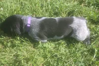Rosie, a male German Shorthaired Pointer for sale in Alta Vista, IA – 8 of 9